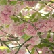Soft Wind Ripples through the Cherry Blossoms and a slow Tracking ends with a Lens Flare - VideoHive Item for Sale