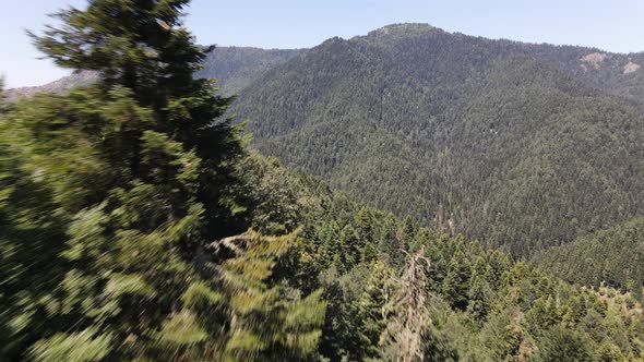 Forest Drone Shot alt