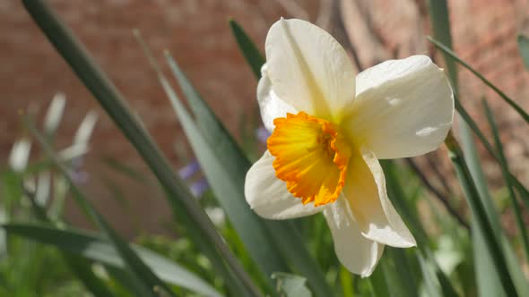 Narcissus poeticus beautiful flower in the garden 4K 2160p 30fps UltraHD footage - Beautiful Narciss alt