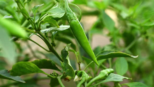 4 K Green Chilli Pepper Plant In Organic Farm Outdoor, Agriculture Concept
