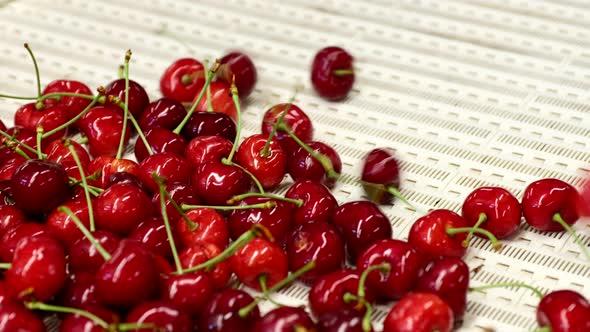 Delicious Wild Cherries Fall in Large Pile on Conveyor Belt