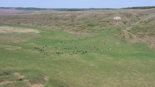 Drone View of Cow Herd on Grazing