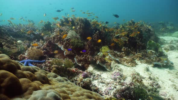 The Underwater World of a Coral Reef alt