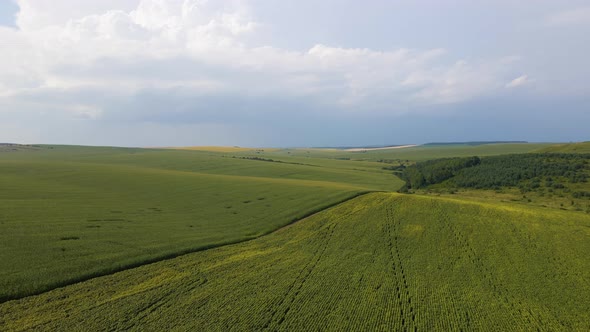 Aerial Landscape View of Green Cultivated Agricultural Fields with Growing Crops on Bright Summer alt