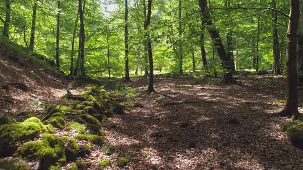 Flying Motion in Deciduous Forest Scenery Scenic Drone Shot Flying Over Mossy Rocks