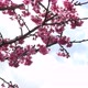 Cherry Blossom - VideoHive Item for Sale