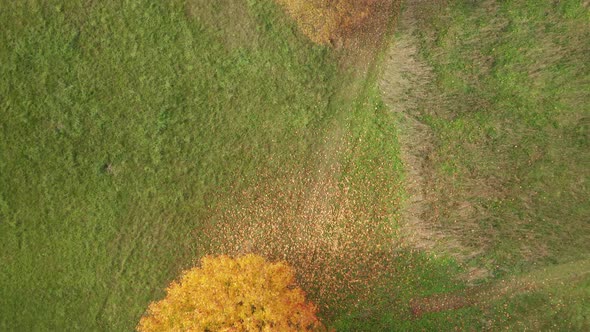 AERIAL: Top Down Shot of Trees with Falling Golden Leaves in Autumn near Cross Road