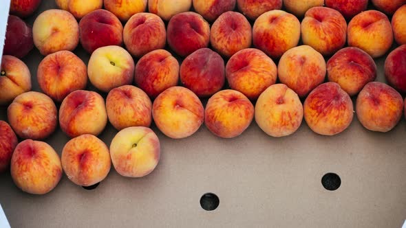 An Animation of Filling a Crate with a Fresh Crop of Peaches