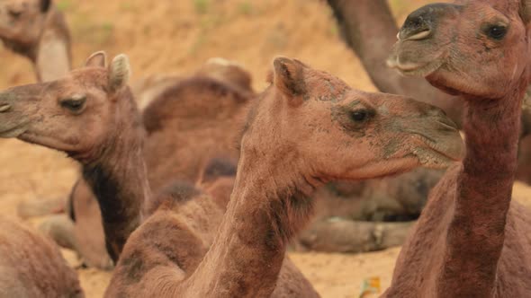 Camels at the Pushkar Fair Also Called the Pushkar Camel Fair or Locally As Kartik Mela alt