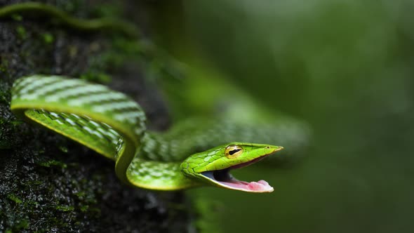A Common green Vine Snake opens its mouth in order to attack as its on a tree bark covered with moss alt