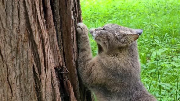 A Cute Gray Cat is Sharpening Its Claws on a Tree Trunk at a Park