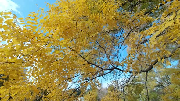 Yellow foliage against the blue sky. Autumn yellow fallen leaves.