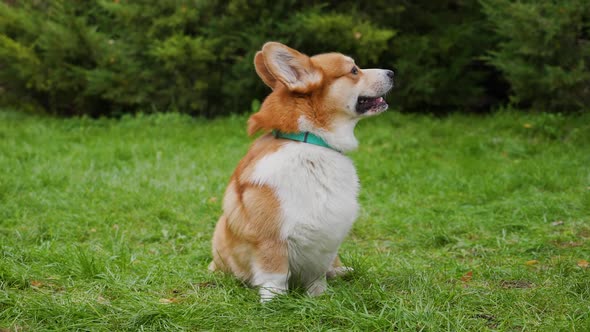 A Beautiful Reddish White Pembroke Welsh Corgi Sits Looks Forward on the Green Grass in the Park alt