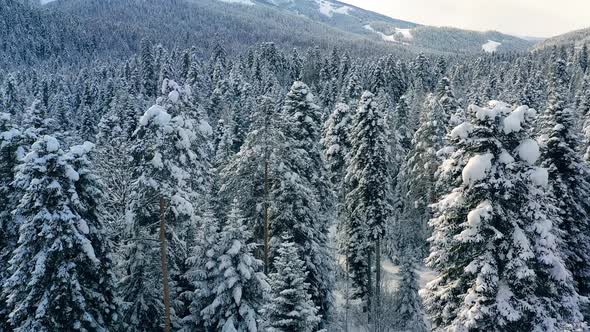 Beautiful Snow Scene Forest in Winter alt