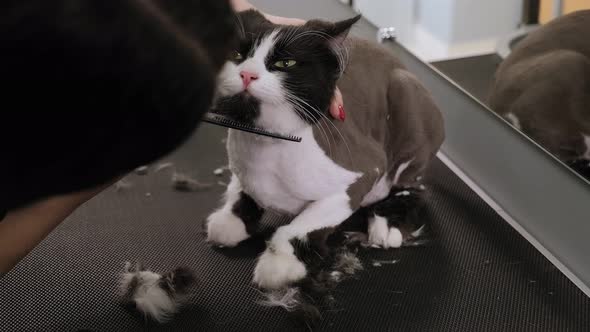 A Barber Cuts a Black and White Cat in a Grooming Salon for Animals. alt