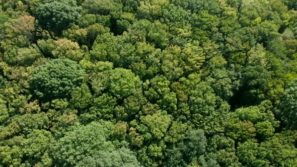 Dense forest with deciduous trees. Flight through the jungle forest. Green natural background