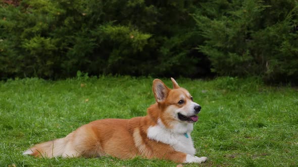 Welsh Corgi Pembroke Walks in the Park on a Green Lawn alt
