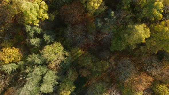 AERIAL: Top Down Shot of Autumn Season Trees in Forest With Very Colourful Golden Colour Leaves