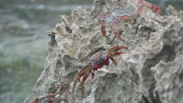 A sally lightfoot crab walks across rocks as the waves crash. alt