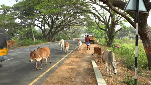 Cows walking along a busy highway in India alt