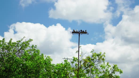 Pigeons Sit High on the Crossbar Above the Trees alt