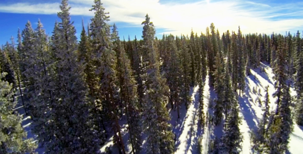 Flight Over Snow Covered Pines alt