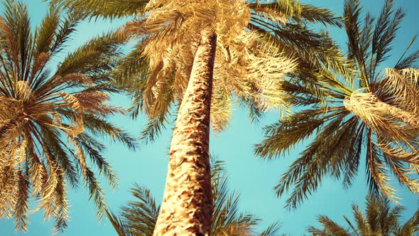 Exotic Tropical Palm Trees at Summer View From Bottom Up to the Sky alt