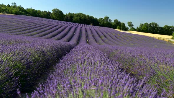 Camera Moving Along Blooming Lavender Field. Provence, France alt