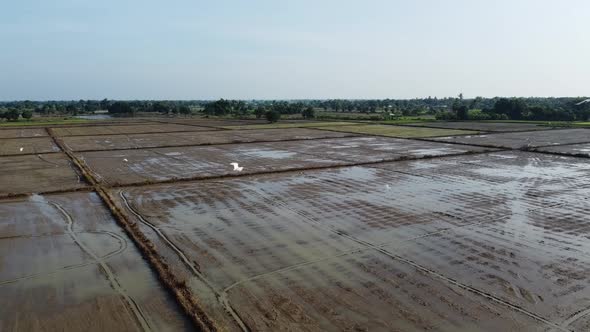 Birds Flying Over Wet Fields In Battambang, Cambodia On A Sunset - high angle shot alt