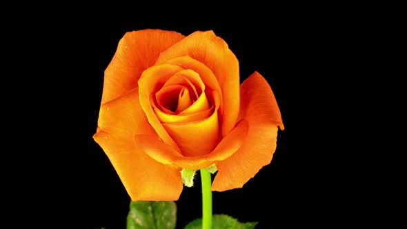 Beautiful Opening Yellow Orange Rose on Black Background alt