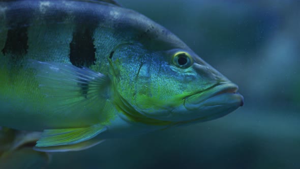 Close up of a fish swimming alt