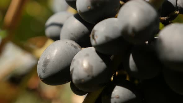 Juicy fruit Vitis vinifera culture and  leaves food slow tilt 2160p 30fps UltraHD footage - Grape fr alt