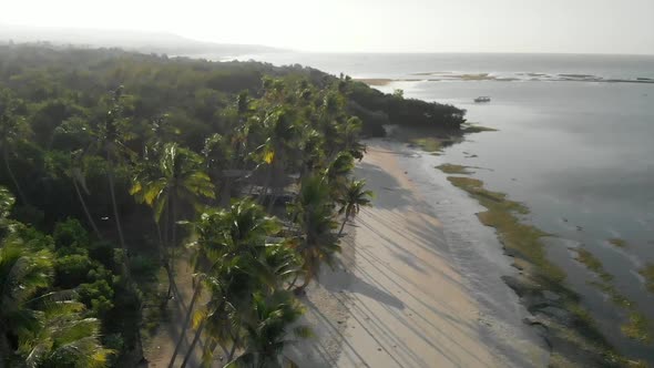 Aerial view of beach with palm trees in the morning  alt