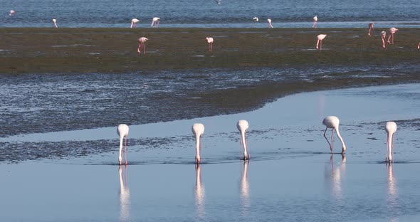 Rosy Flamingo colony in Walvis Bay Namibia alt