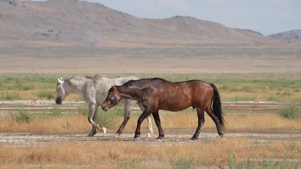 Two wild horses walk along each other along the Pony Express Trail alt