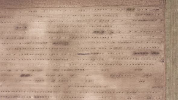 AERIAL: Plowed Field with Small Trees Growing in Early Spring  alt