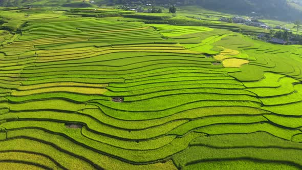 Aerial top view of paddy rice terraces, green agricultural fields in Vietnam.