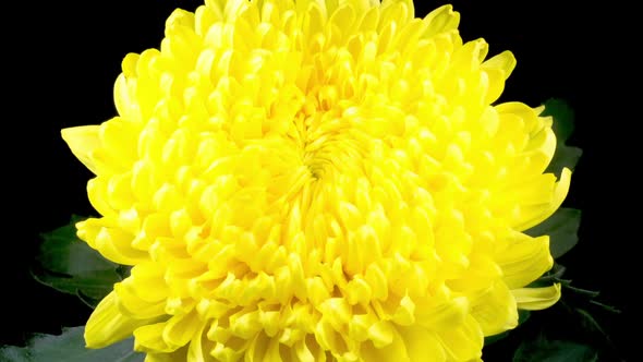 Beautiful Yellow Chrysanthemum Flower Opening alt