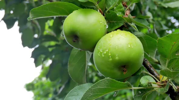 Green Apples with Drops of Water After Rain on Tree Branch