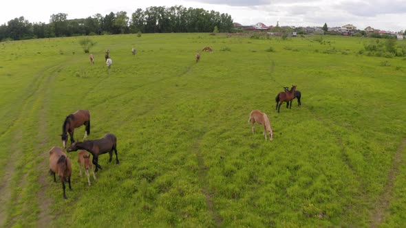 A Herd of Horses Graze in a Green Meadow Along the River