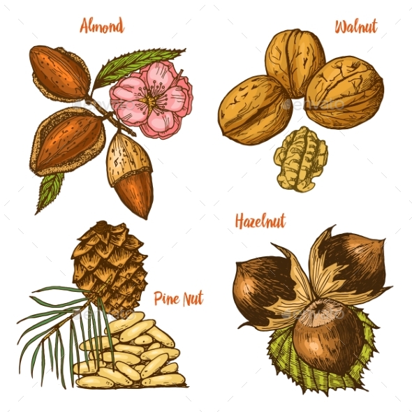 Herbs, Condiments and Spices - Food Objects
