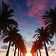 Palms Sunset - VideoHive Item for Sale