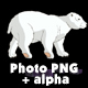 White Polar Bear Walks - VideoHive Item for Sale