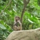 Monkey Cub Eats Green Leaf - VideoHive Item for Sale