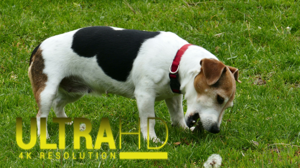 Dog Plays on a Green Meadow alt