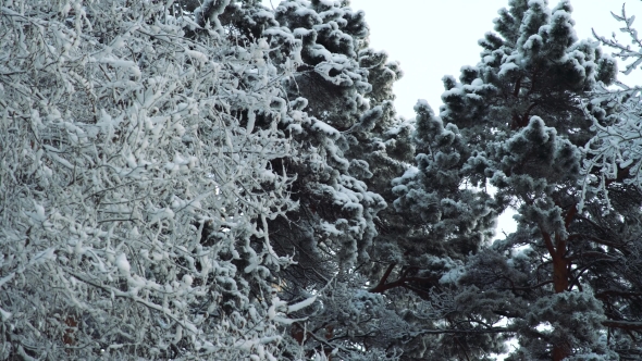 Trees in the Winter Forest Landscape