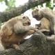 Two Monkeys on a Tree - VideoHive Item for Sale