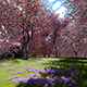 Flowering Cherry Trees - VideoHive Item for Sale