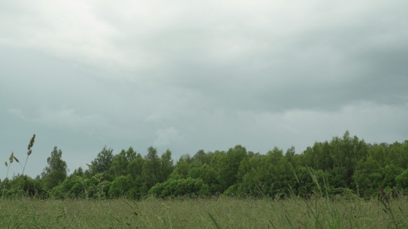 Forest and Field After or Before It Rains Dark Clouds Moved Rapidly Across Sky alt