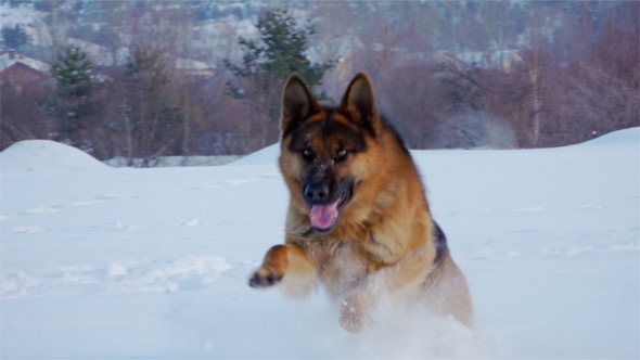 Dog, German Sheppard Running in the Snow